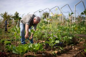 Conóce los préstamos para actividades agrícolas en RD